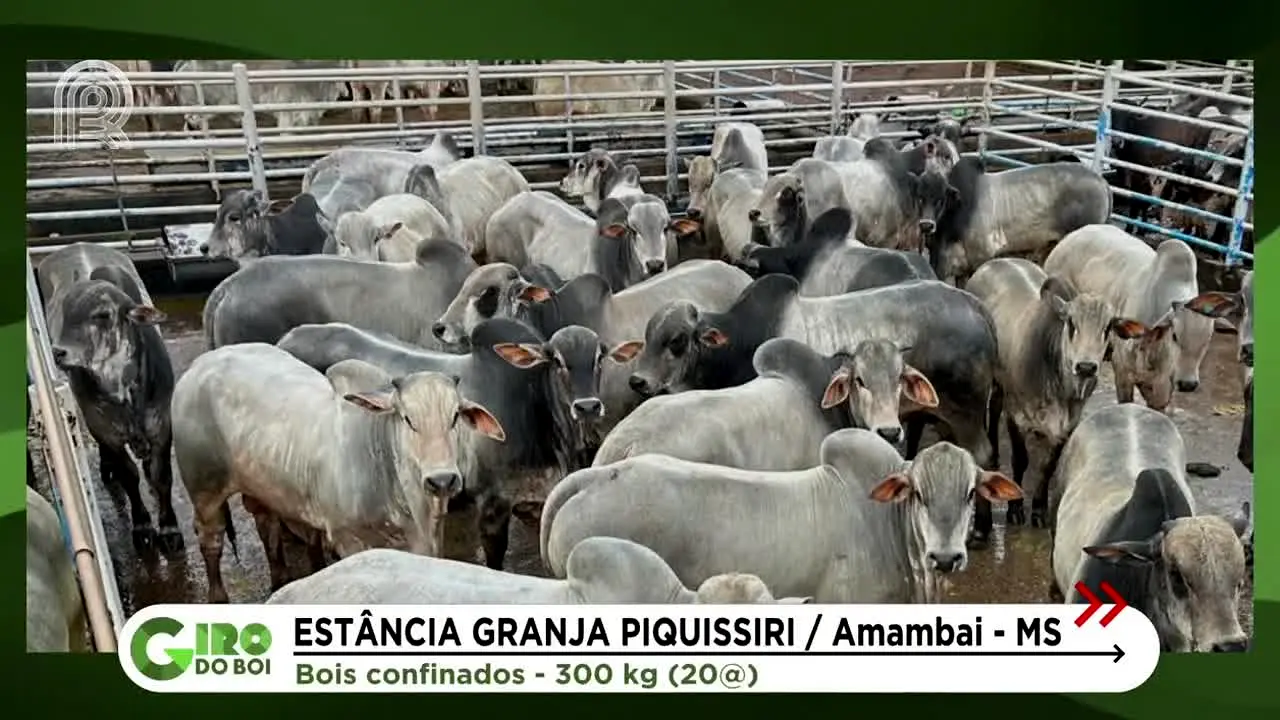 Canal Rural live