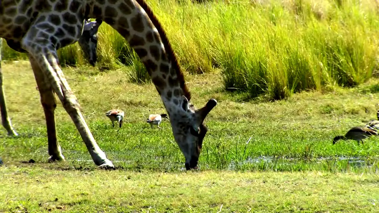 Love Nature live