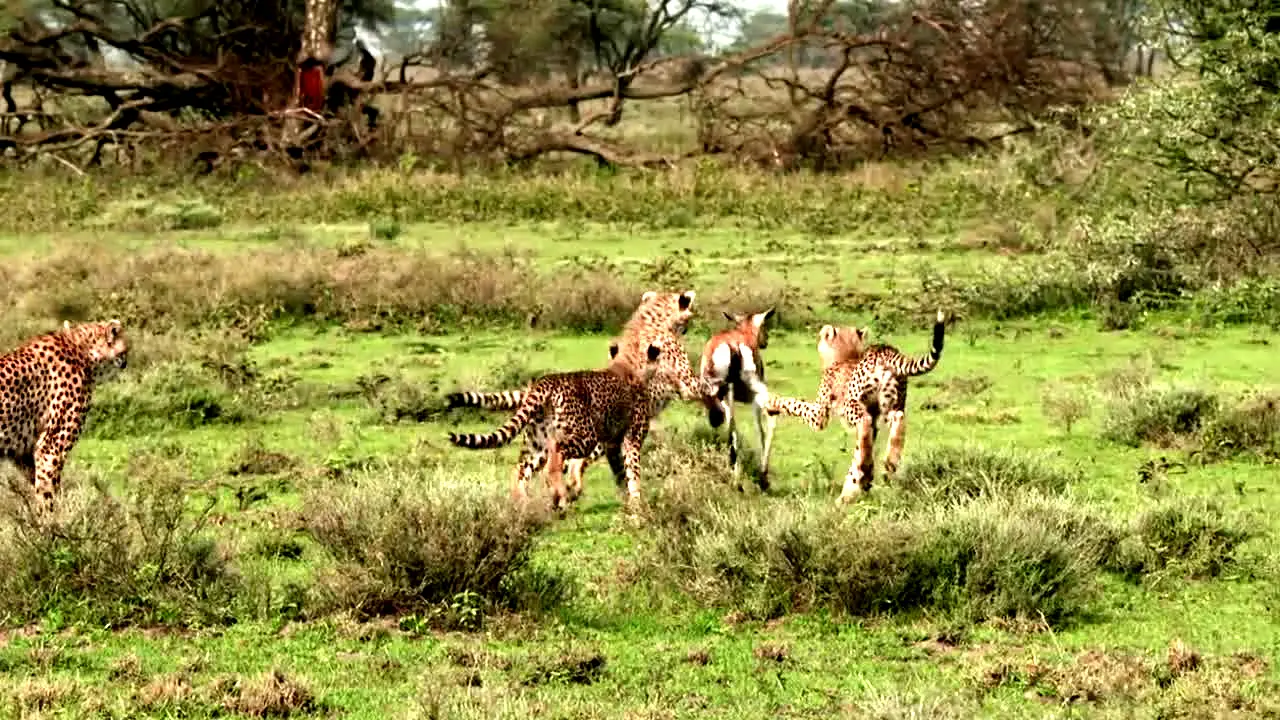 Love Nature in diretta