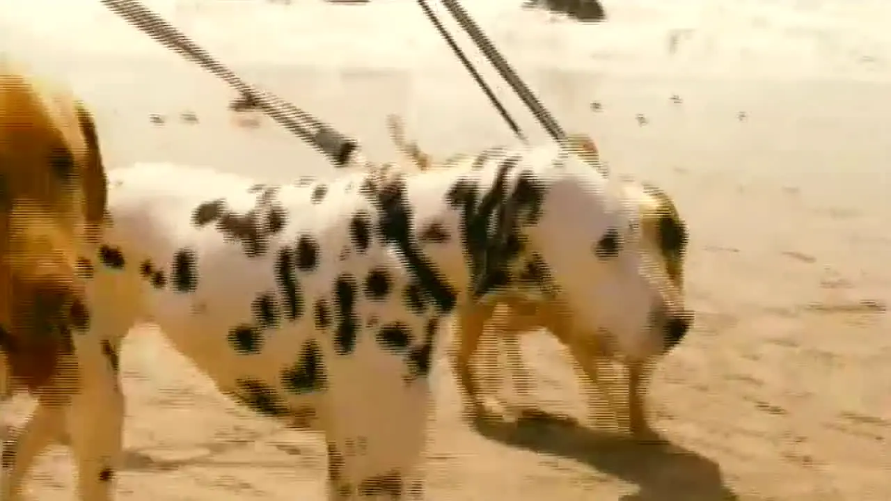 Samiaki TV — прямой эфир