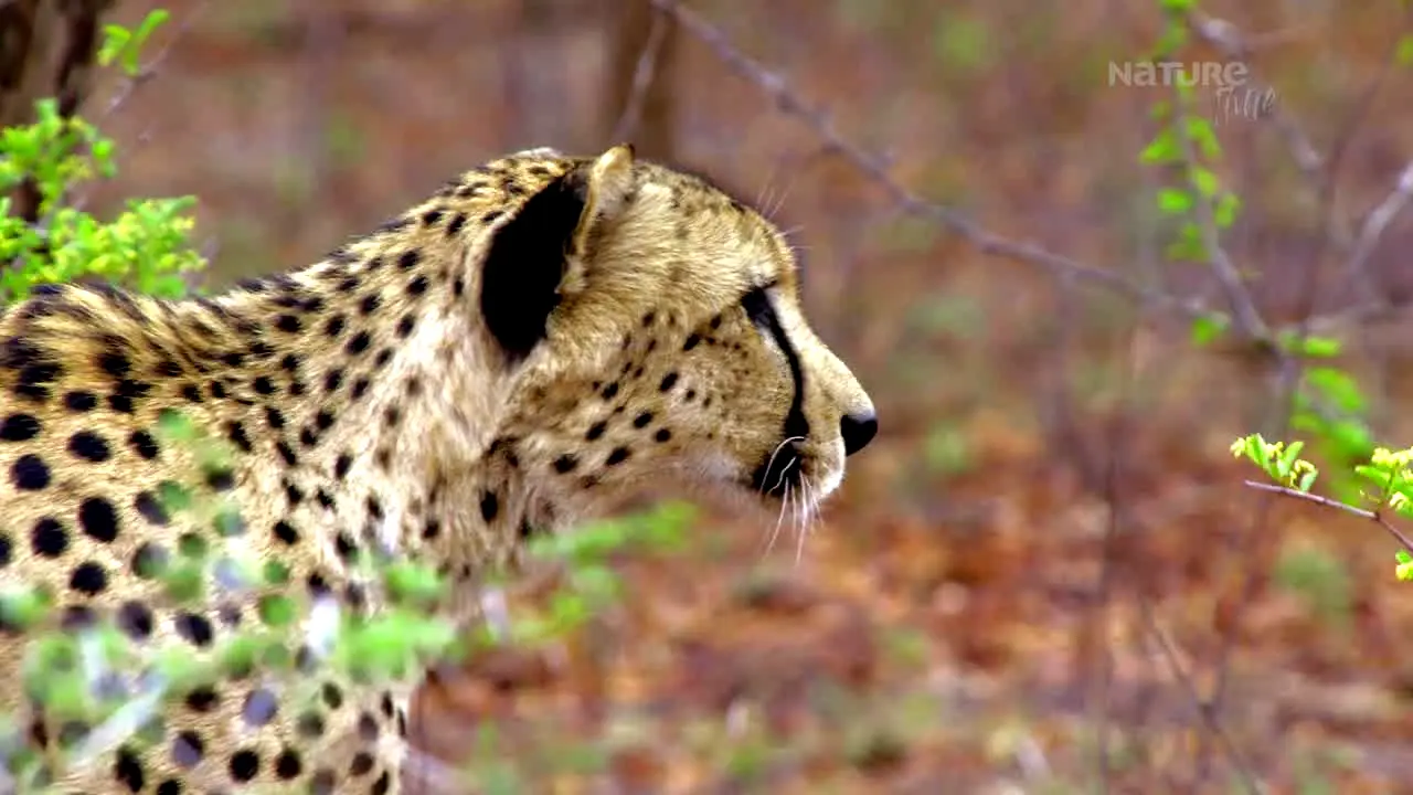 Pluto TV Animaux live