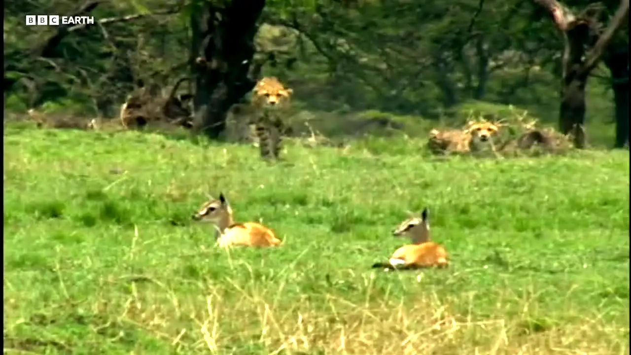 BBC Earth in diretta