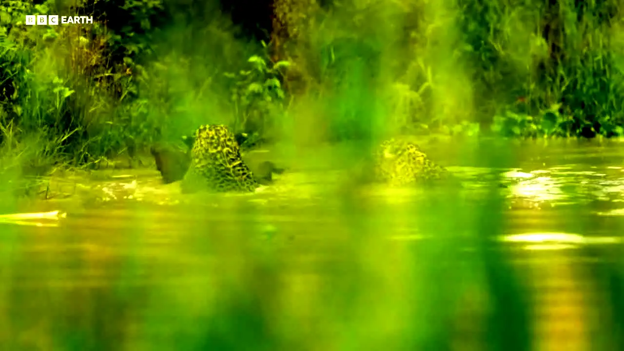 BBC Earth live