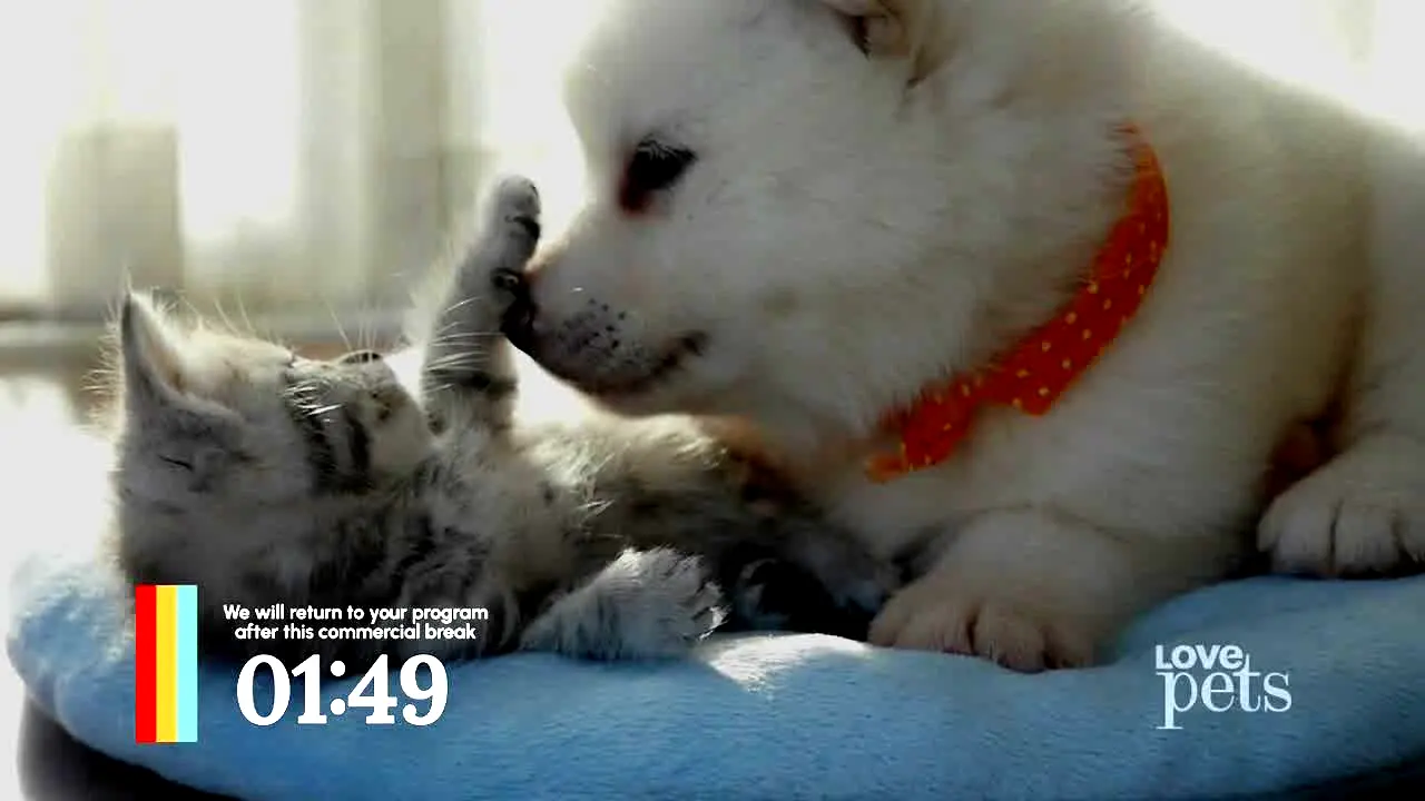 Love Pets live
