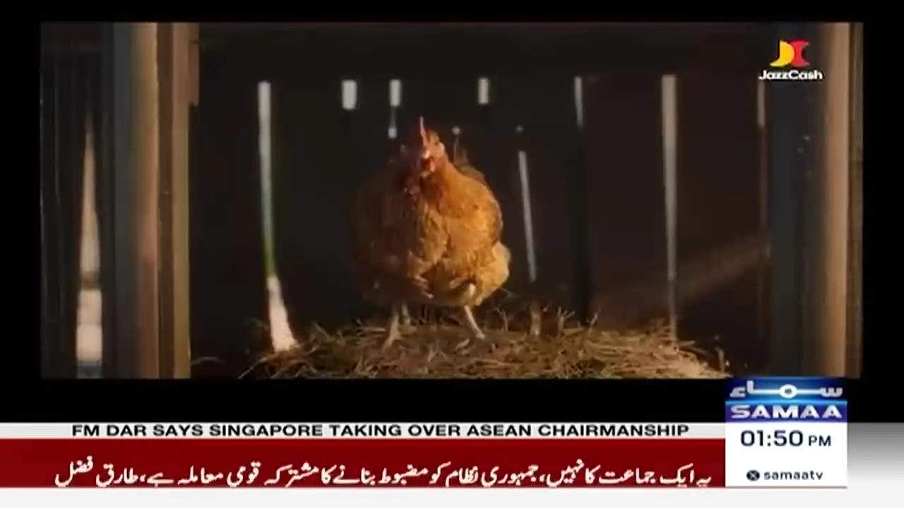 Samaa TV live
