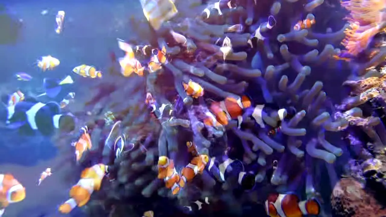 Ocean Vibes in diretta