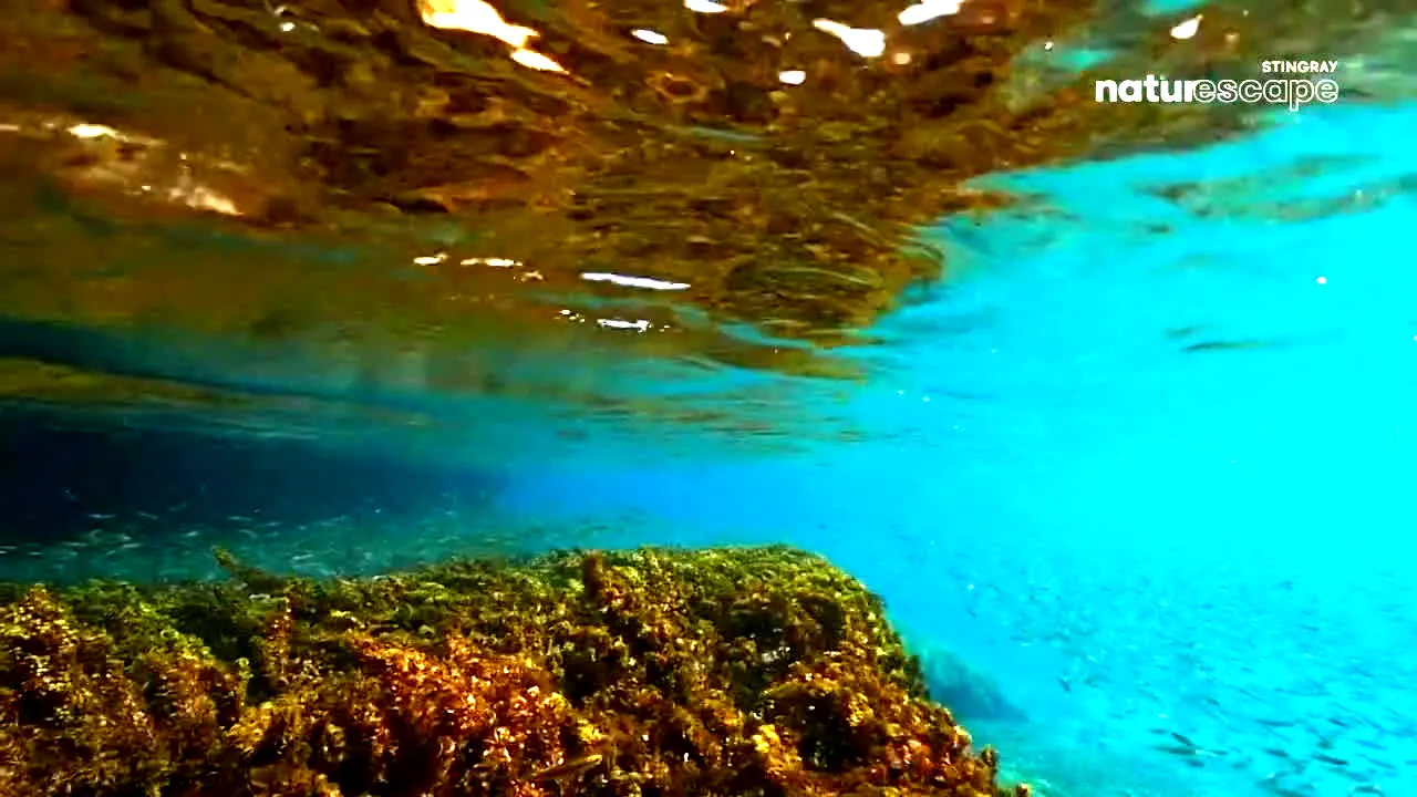 Stingray Naturescape — прямой эфир