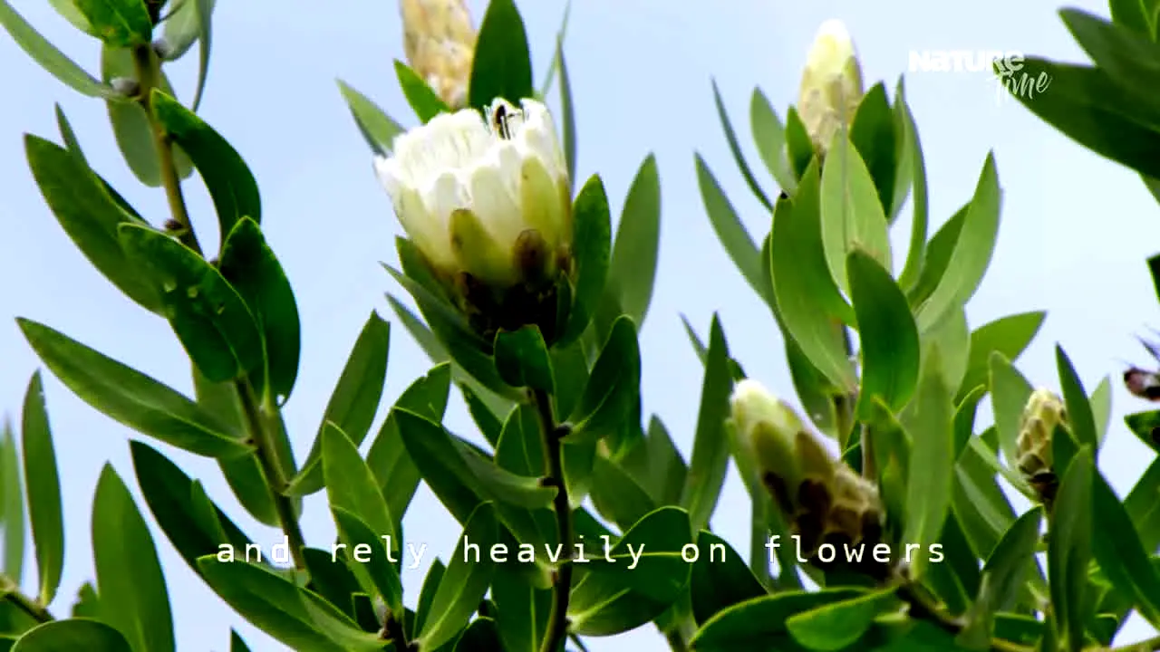 Nature Time C14 ao vivo