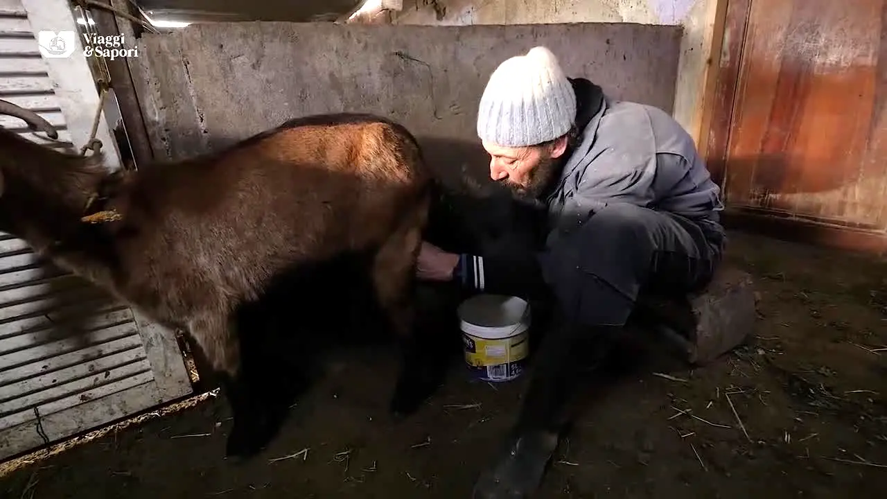 Viggo and Supporo in diretta