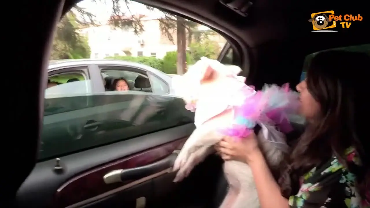 Petclub na żywo