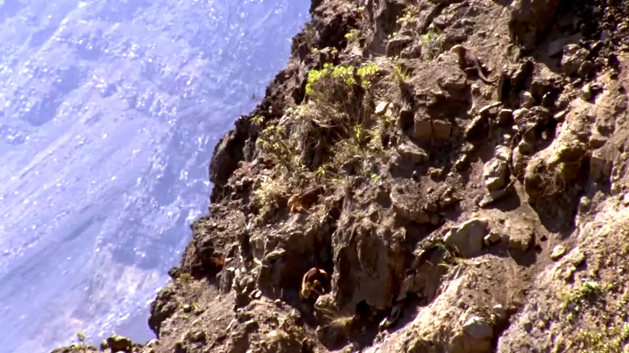 BBC Earth live