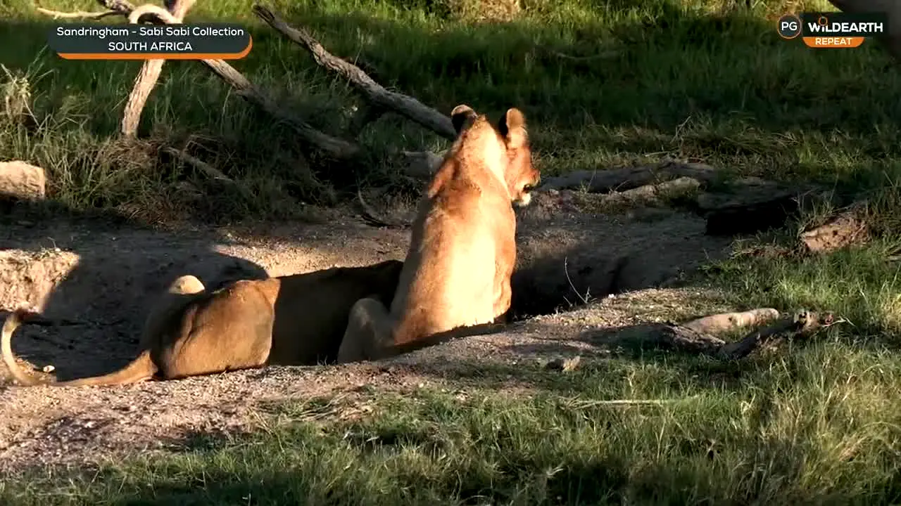WildEarth ao vivo