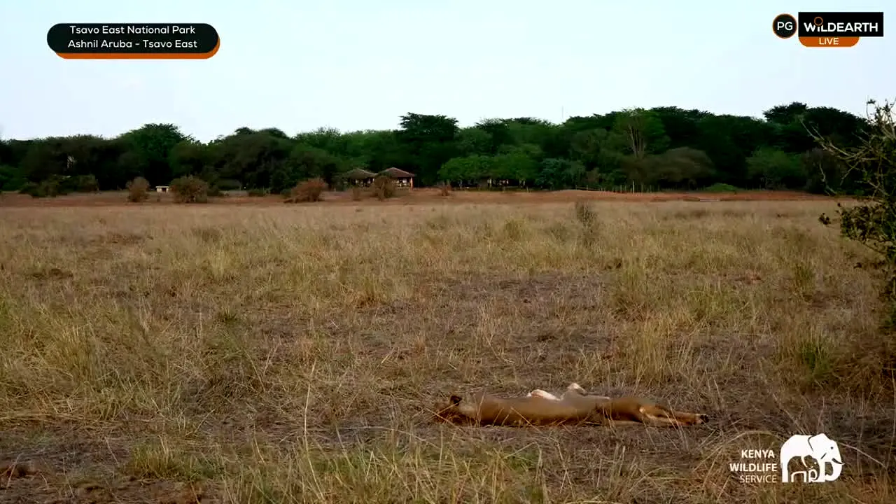 WildEarth in diretta