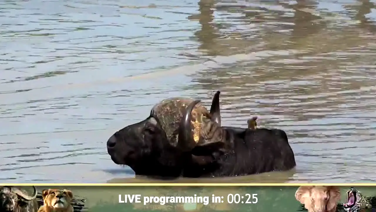 WildEarth en direct