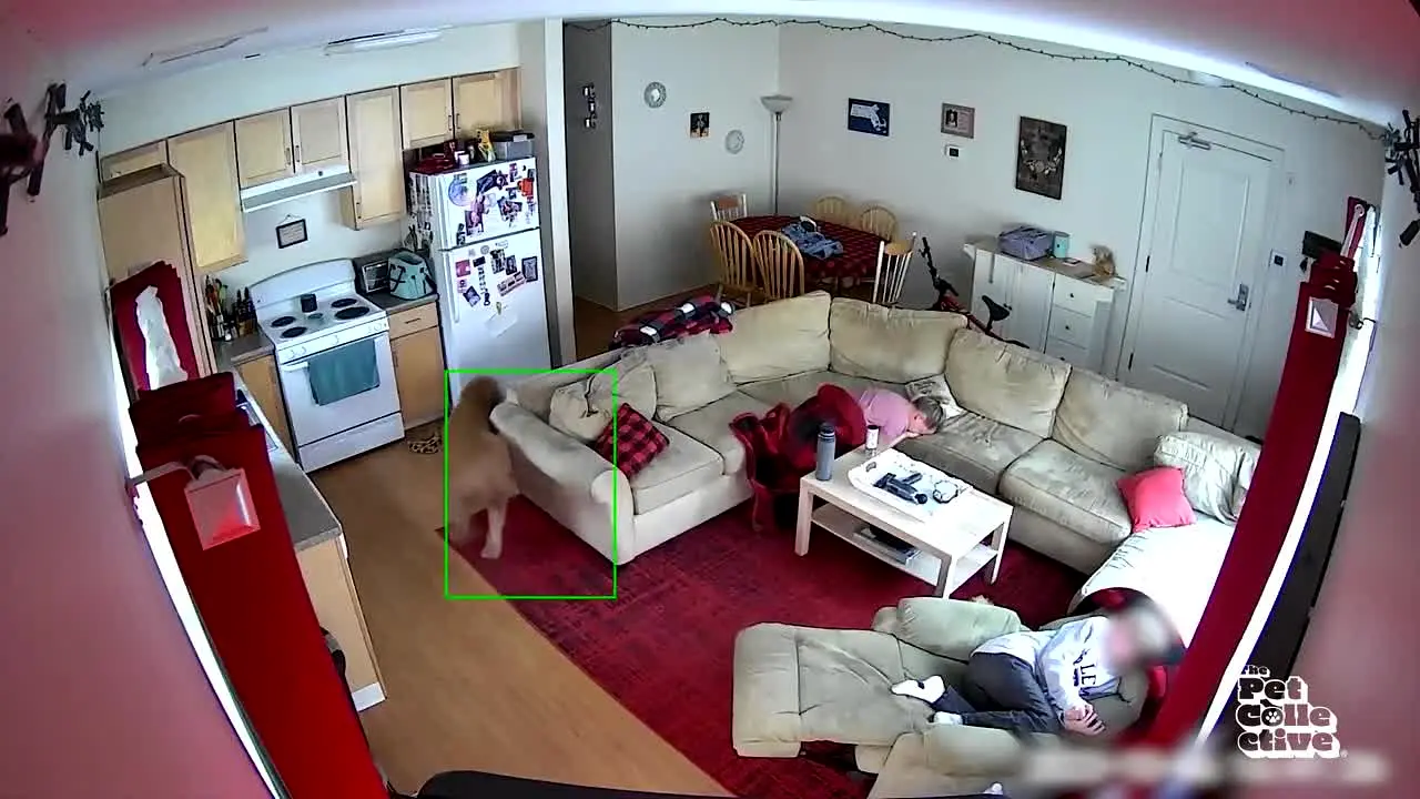 The Pet Collective in diretta