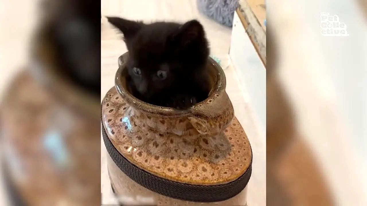The Pet Collective — прямой эфир