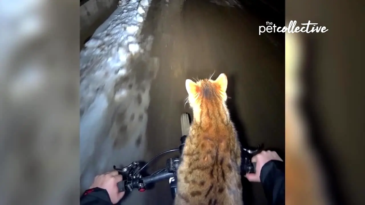 The Pet Collective en direct