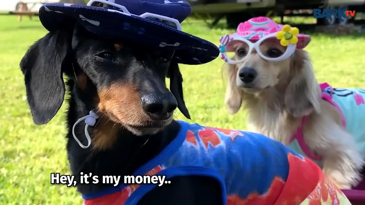 Bark TV live