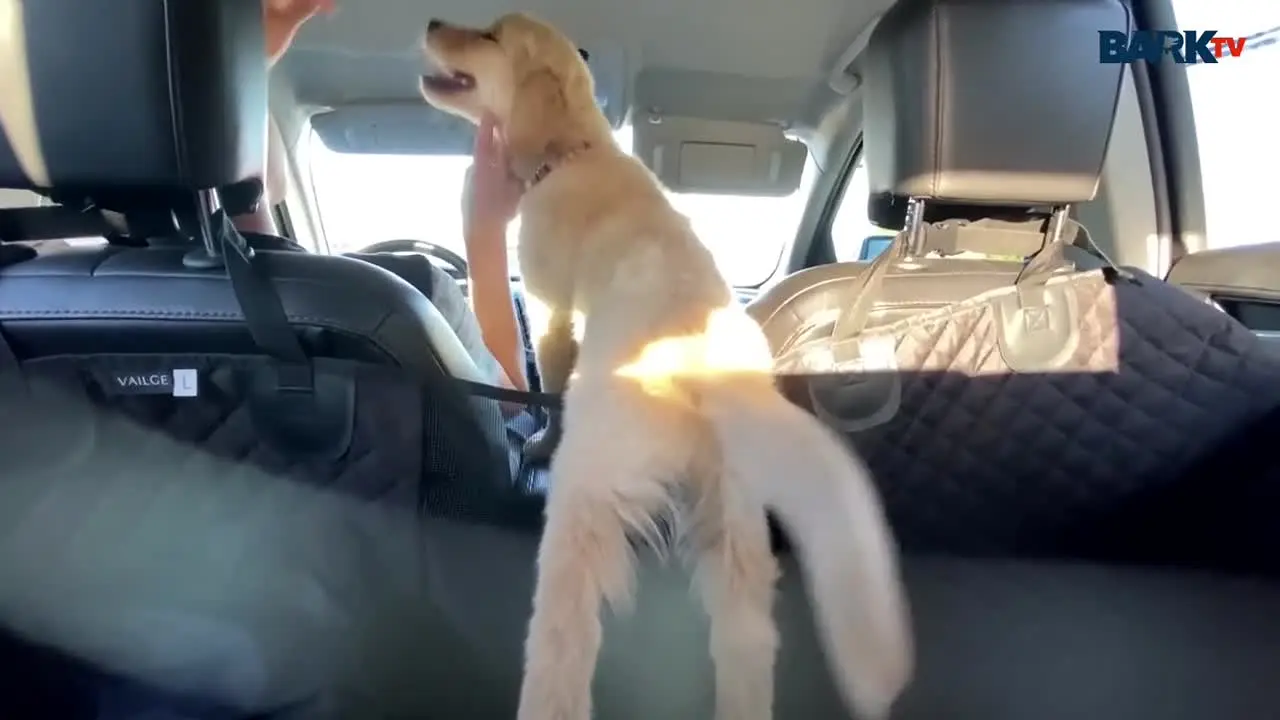 Bark TV en direct