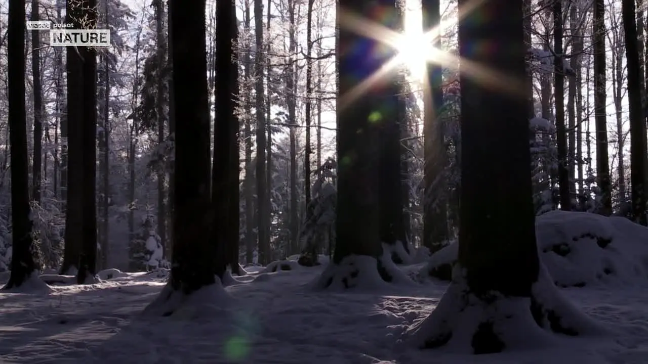 Polsat Viasat Nature live