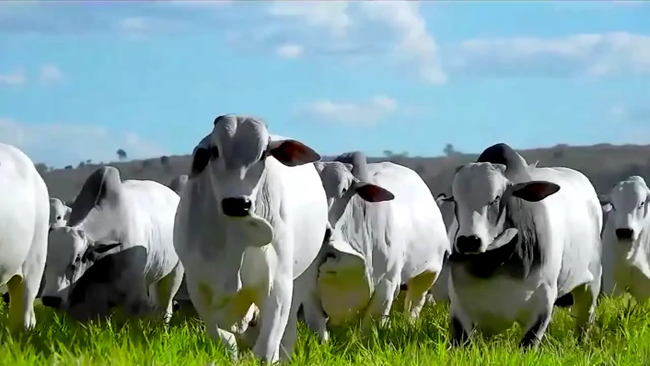 AgroCanal ao vivo