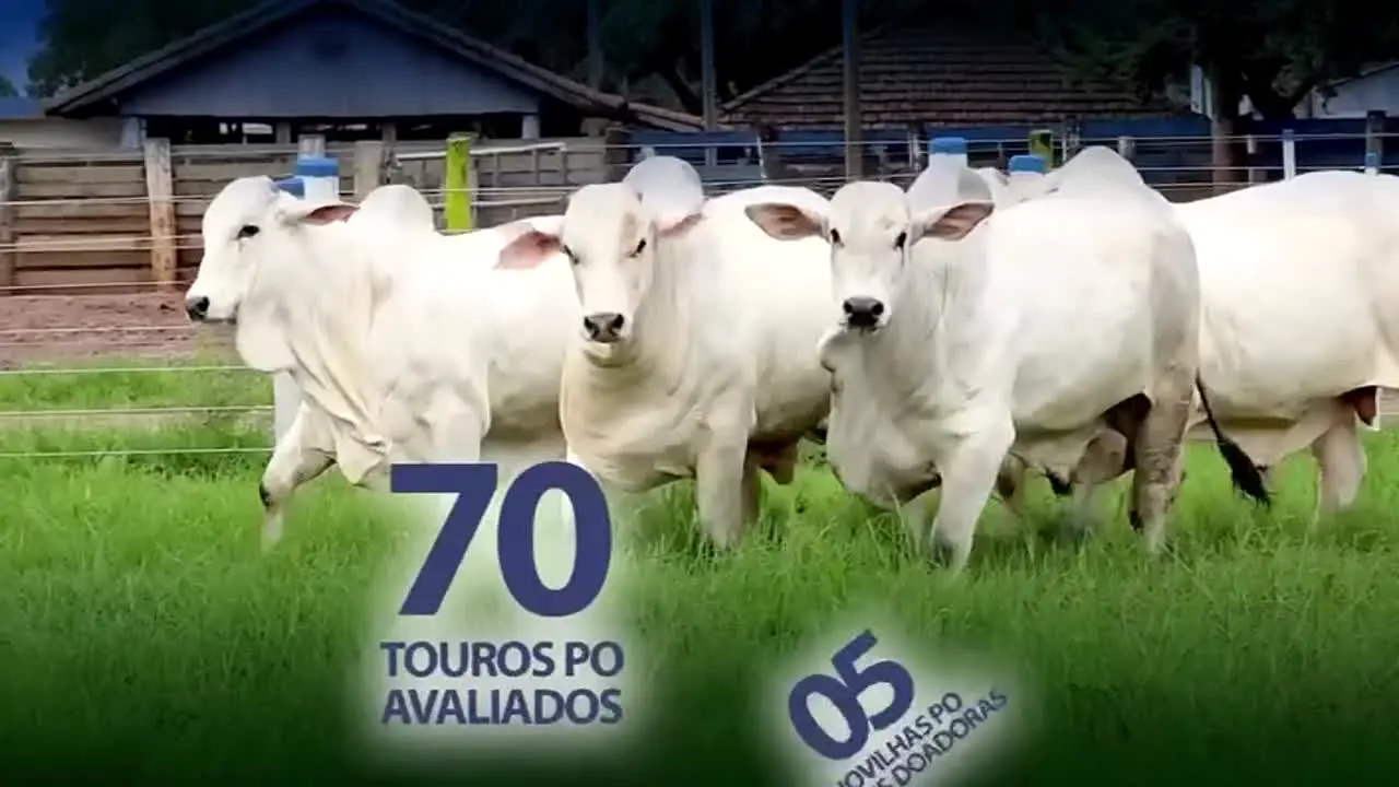 AgroCanal — прямой эфир