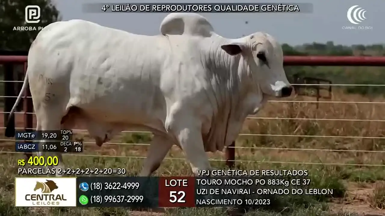 Canal do Boi — прямой эфир