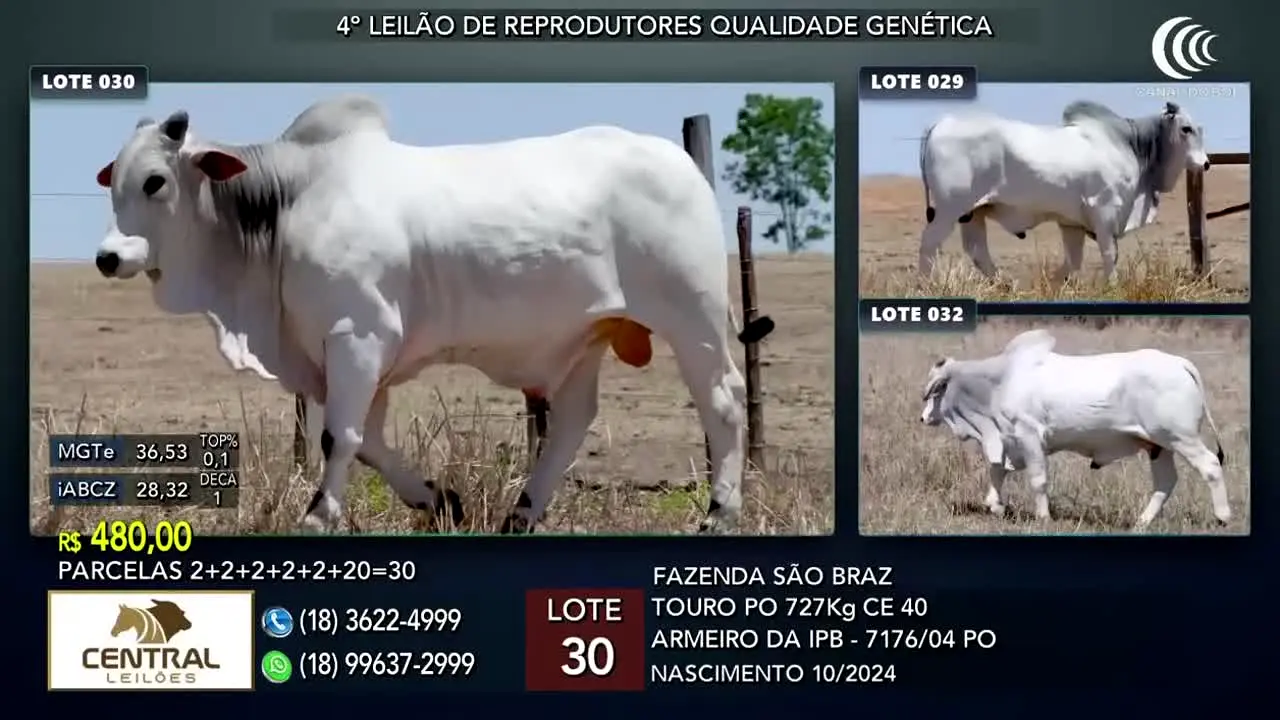 Canal do Boi en vivo