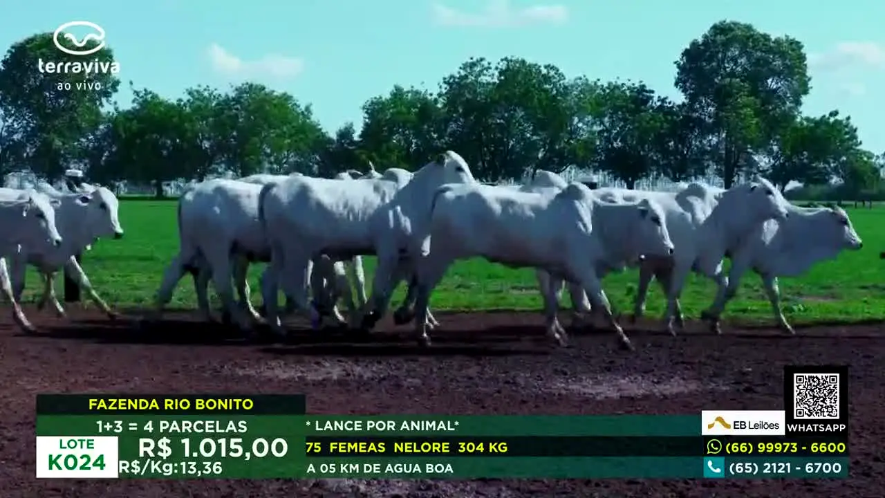 Terra Viva ao vivo