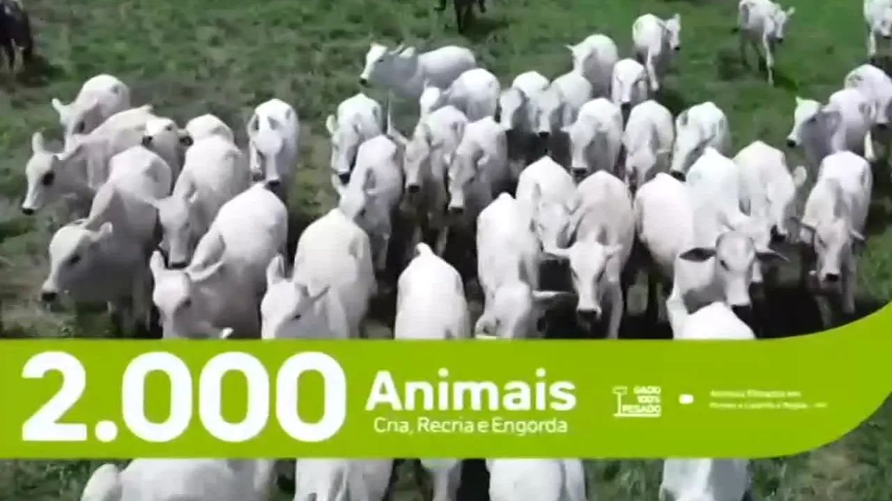 Terra Viva ao vivo