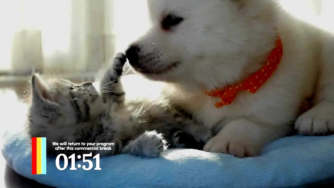 Love Pets ao vivo