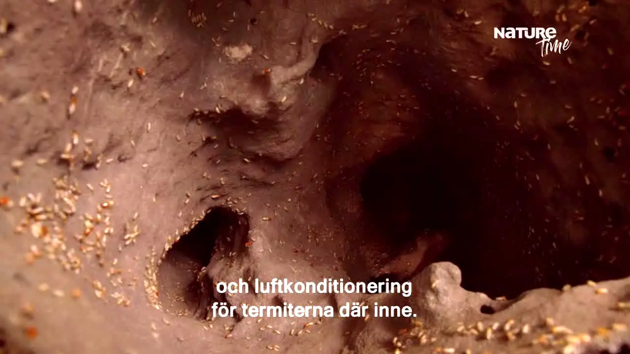 NatureTime live