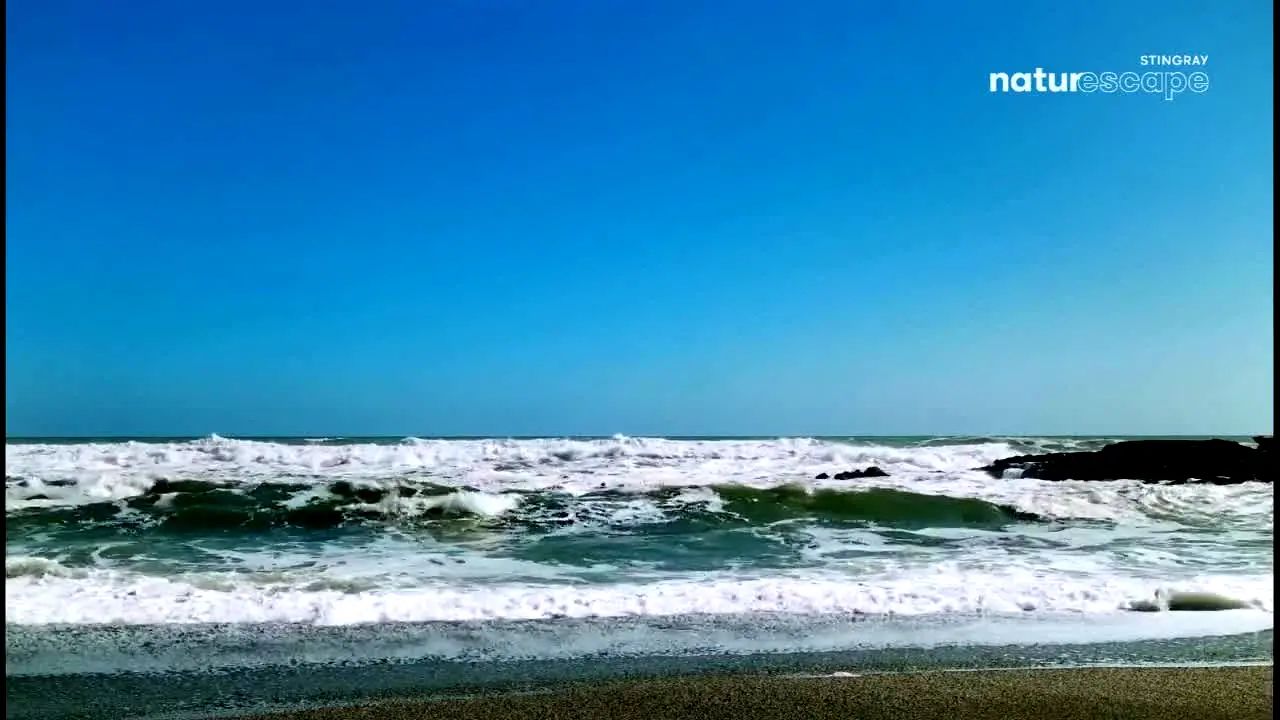 Stingray Naturescape ao vivo