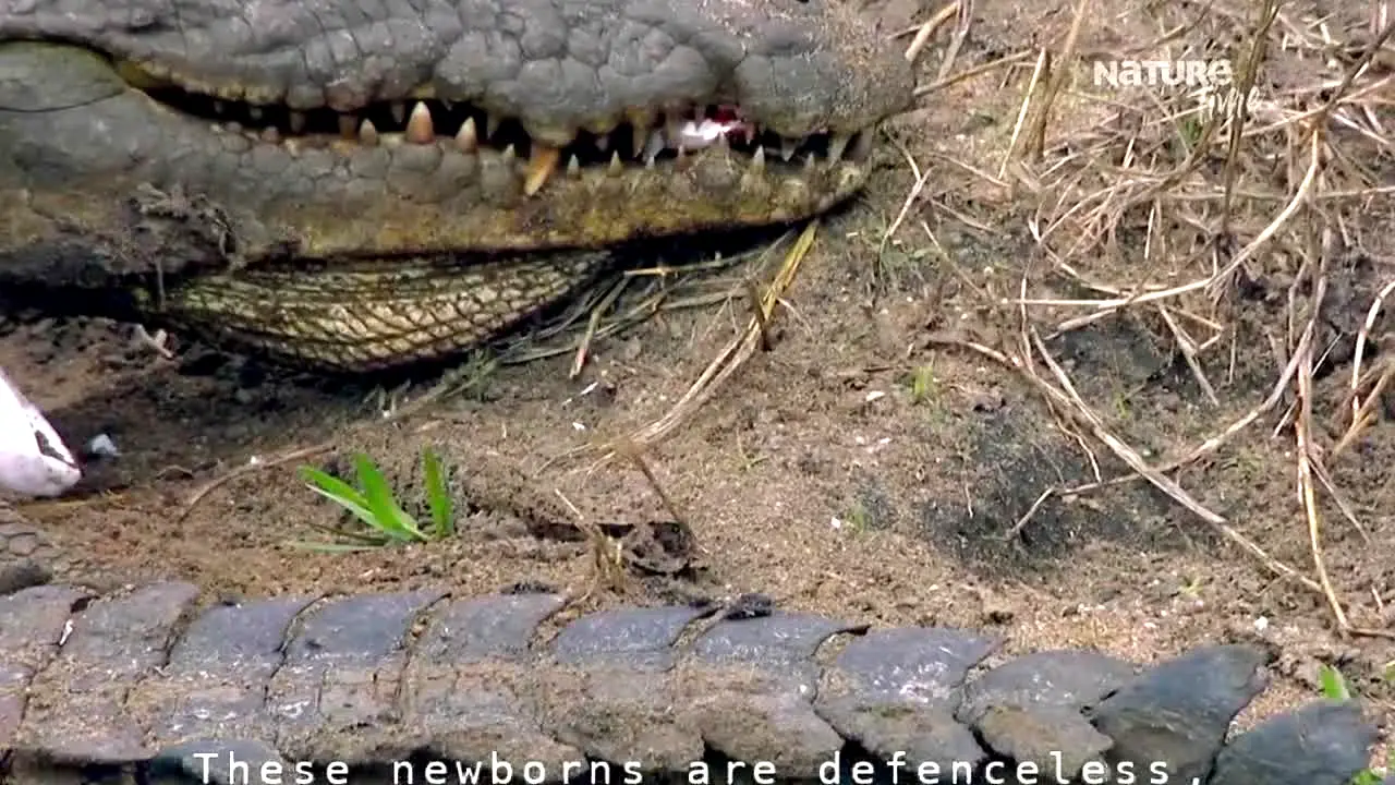 Nature Time live