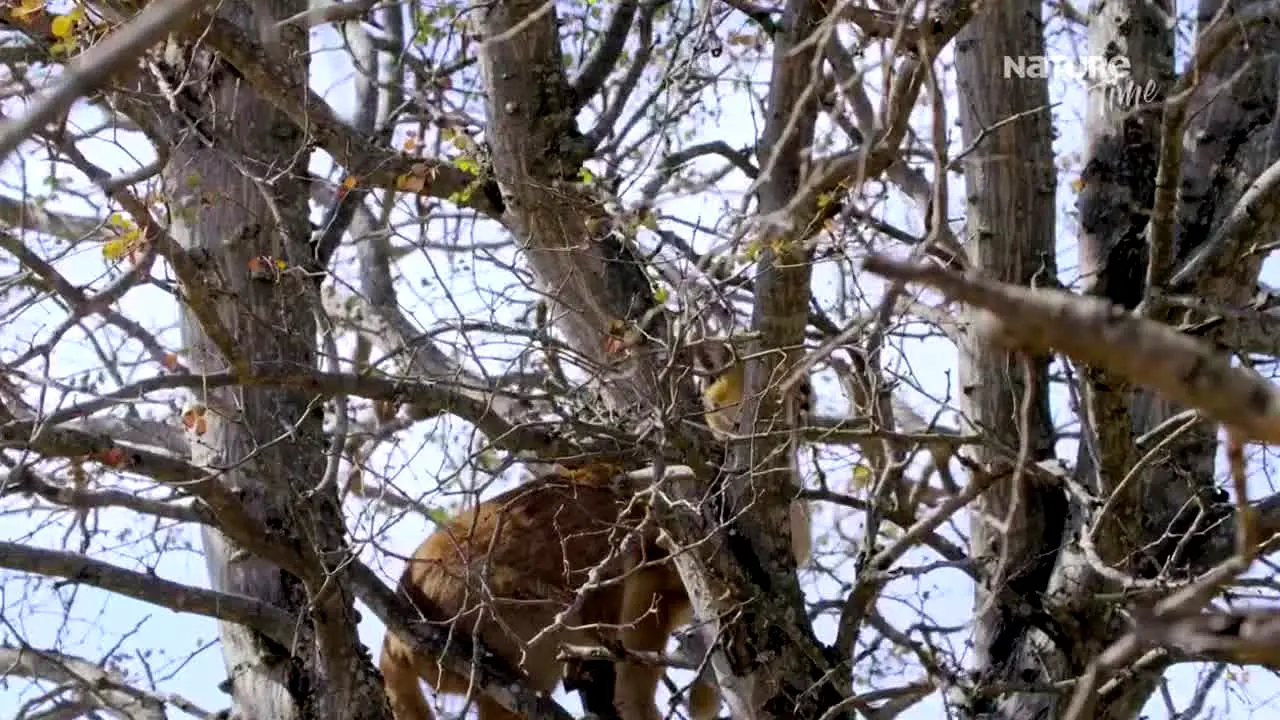 Nature Time live