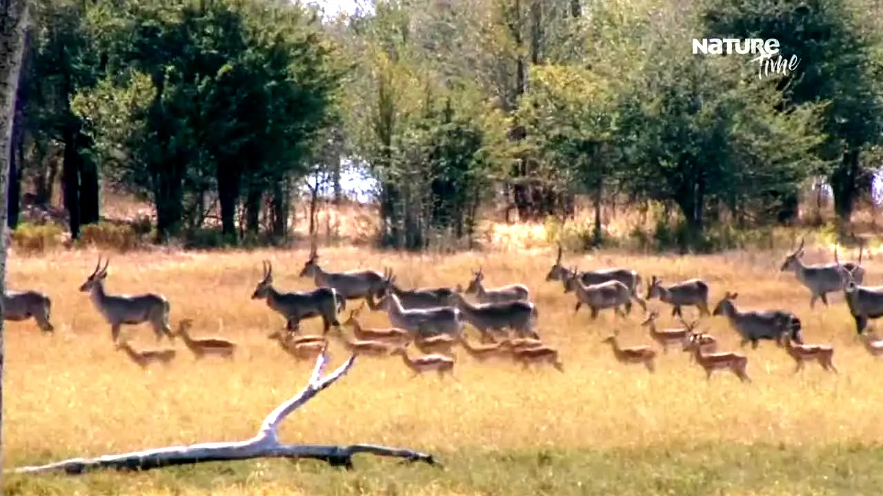 Nature Time live