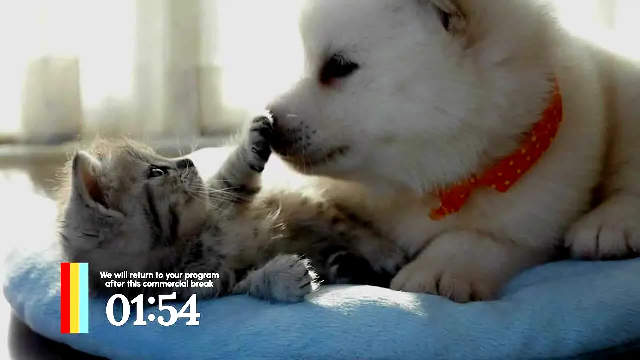 Love Pets en vivo