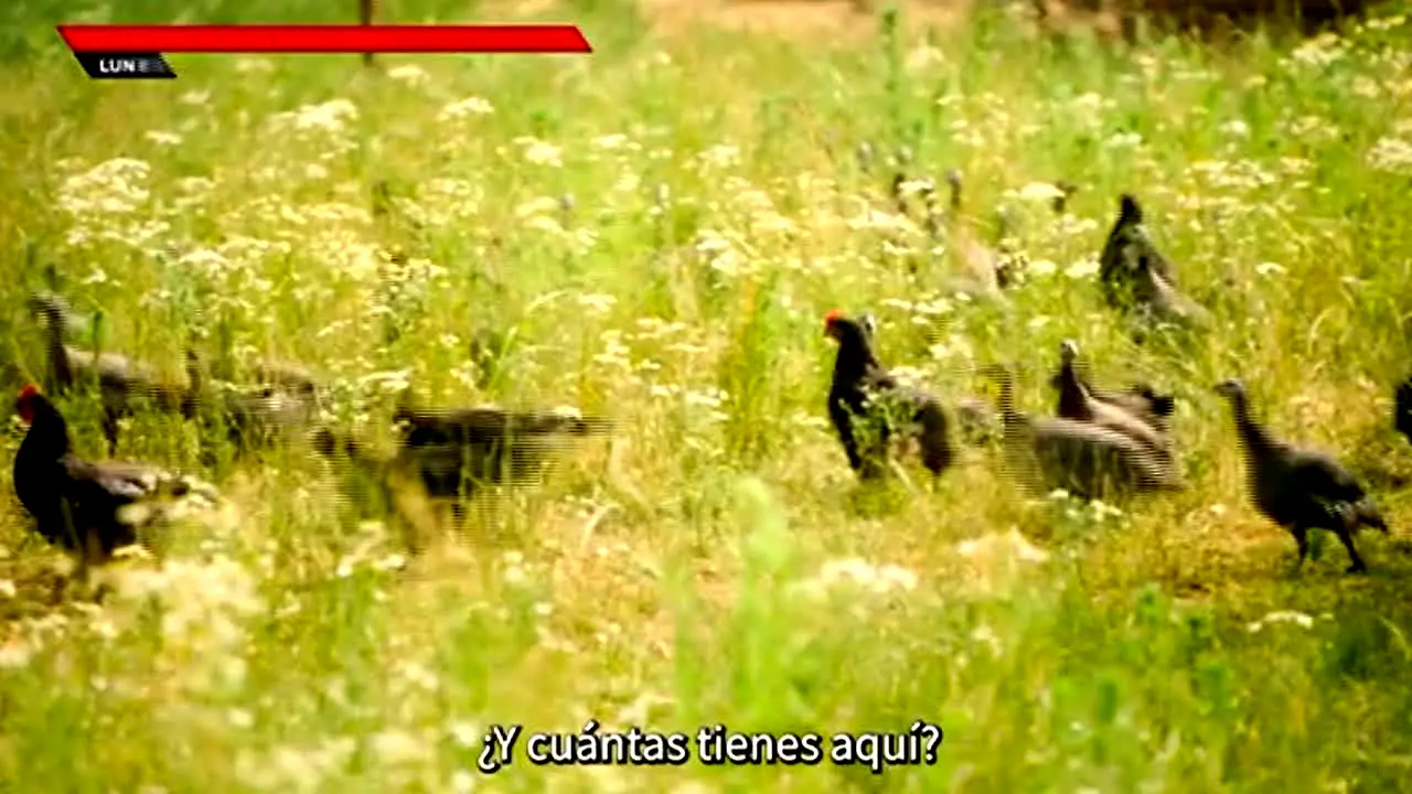 Canal Claro en vivo