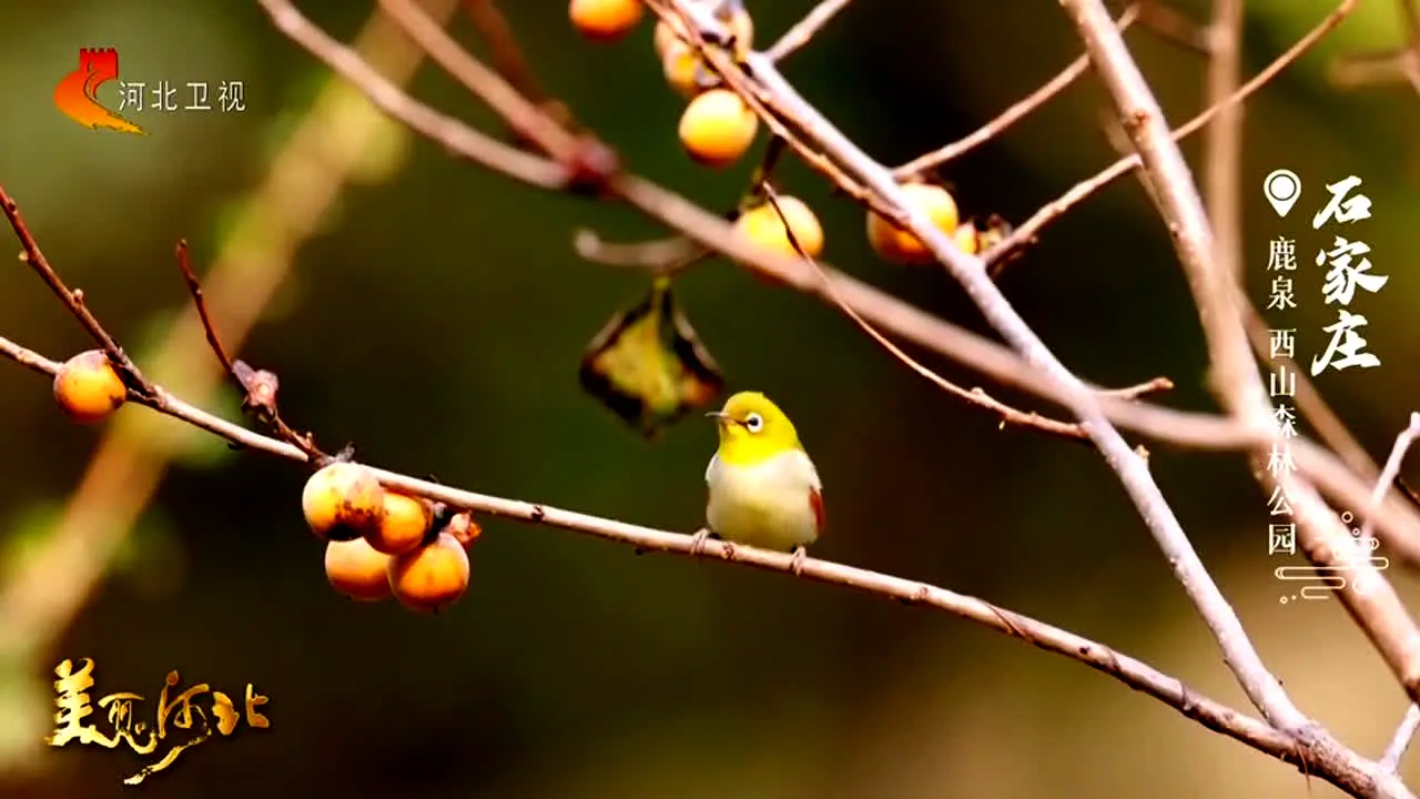 Hebei TV en vivo