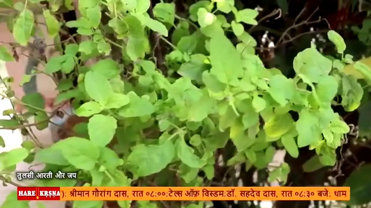 Hare Krsna TV live