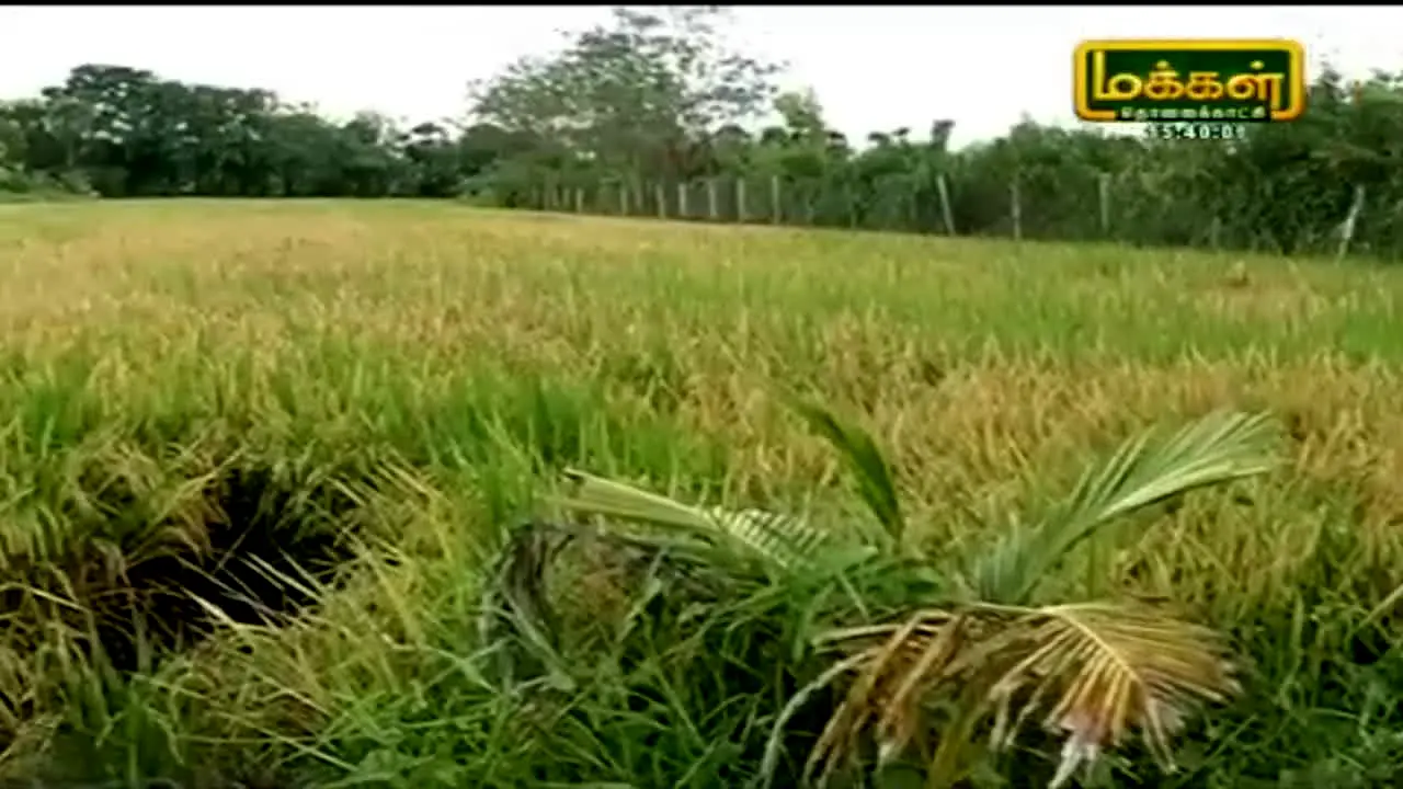 Makkal TV live