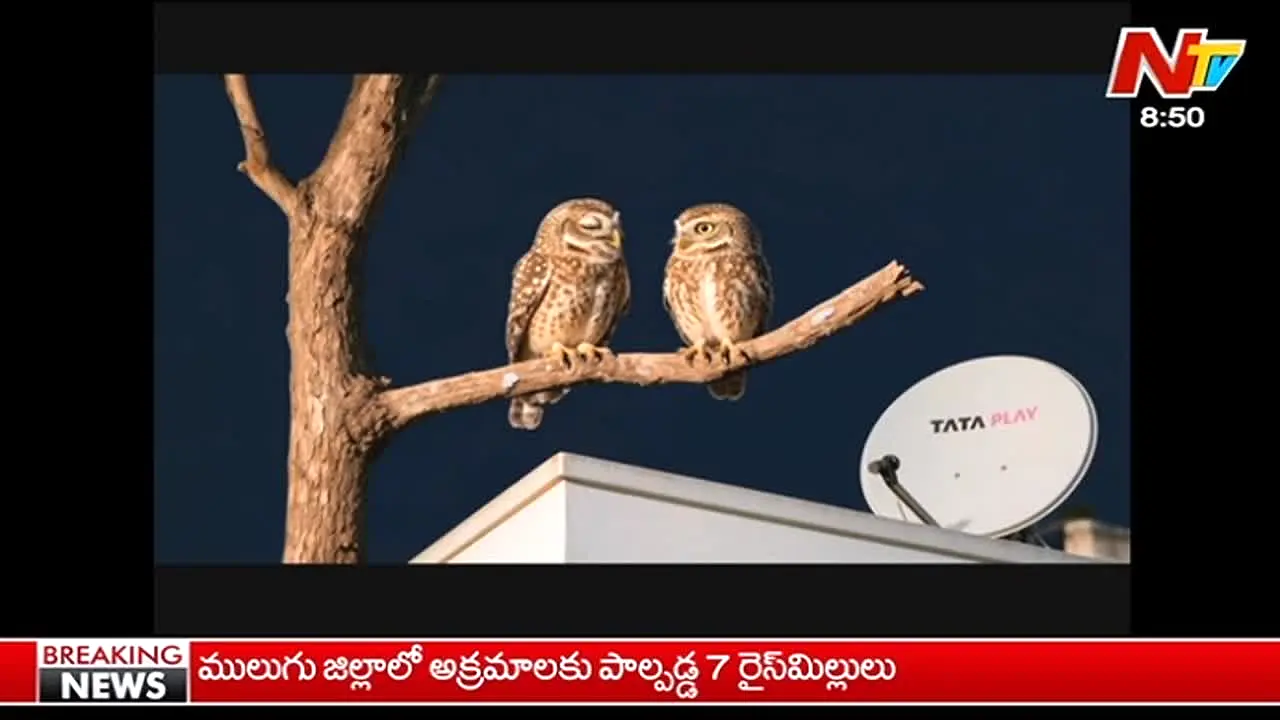 NTV Telugu live