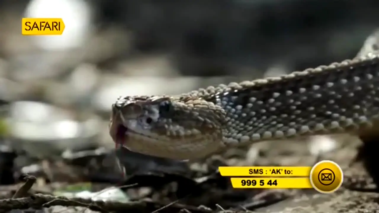 Safari TV in diretta
