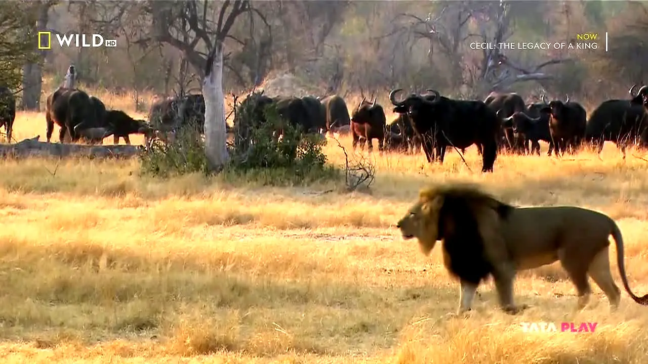 National Geographic Wild live