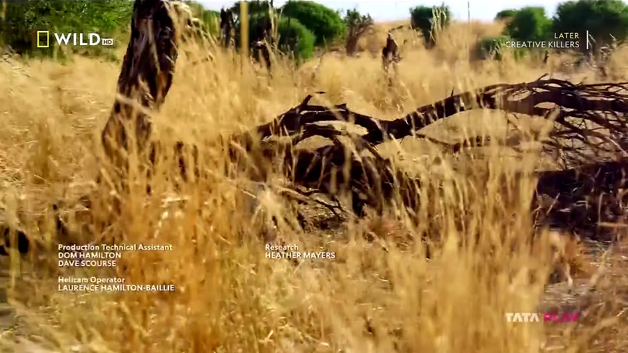 National Geographic Wild live