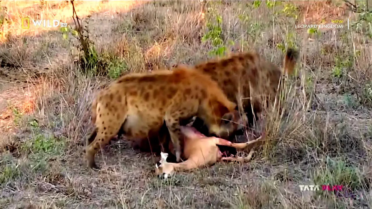 National Geographic Wild live