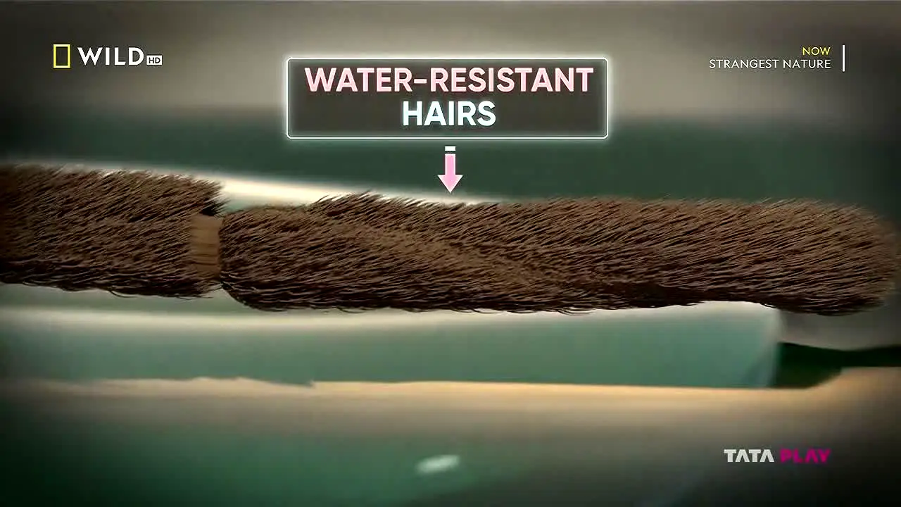 National Geographic Wild live