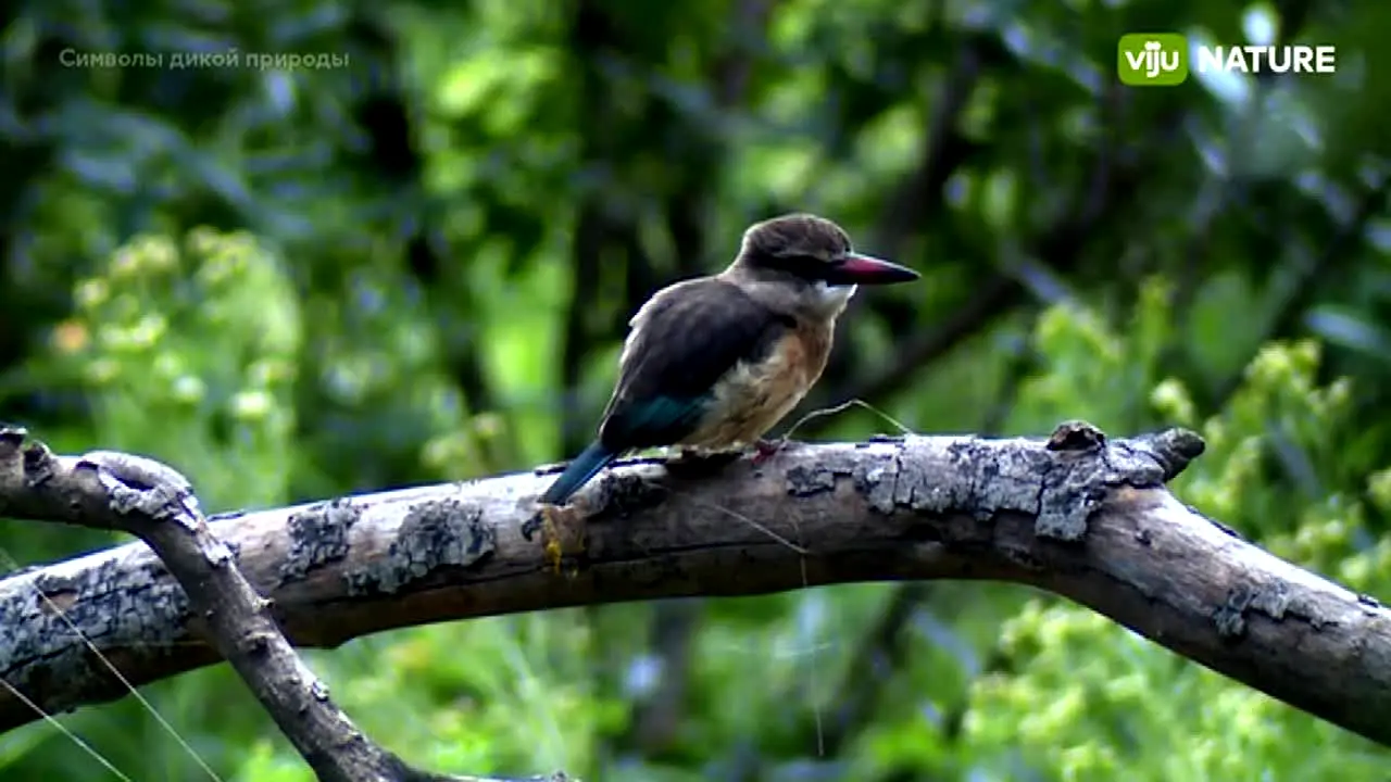viju Nature live