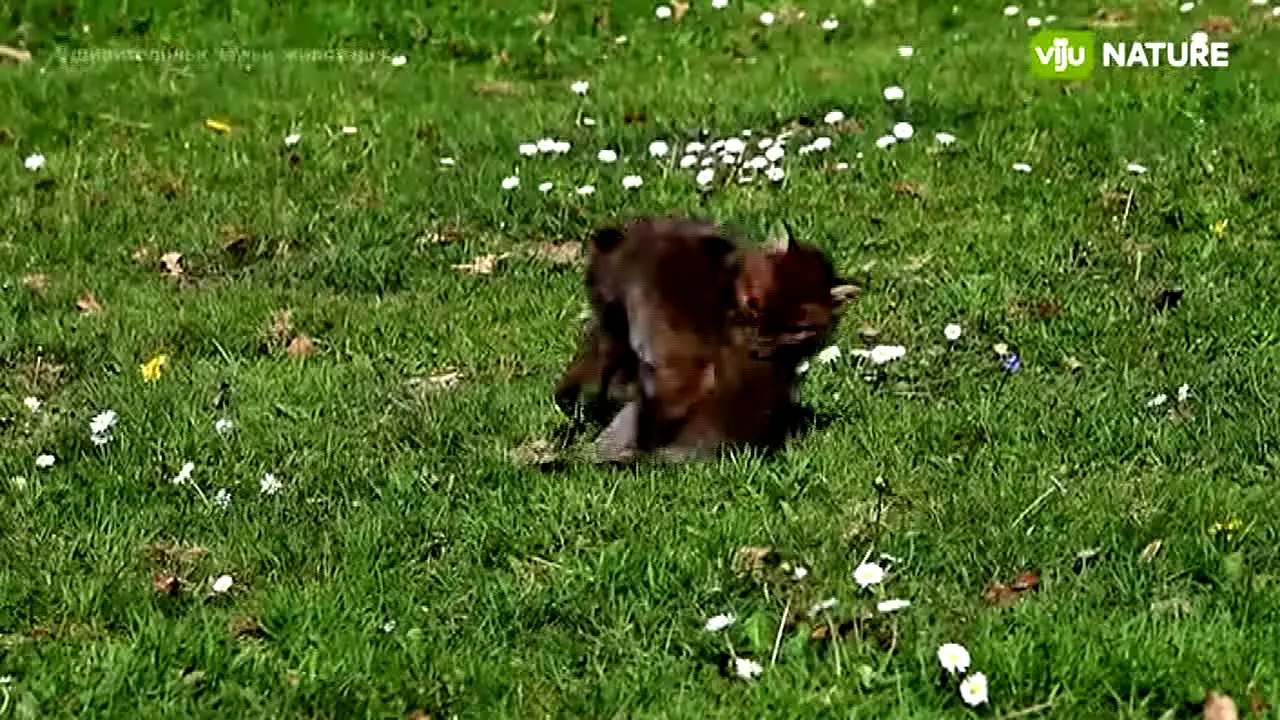 viju Nature na żywo