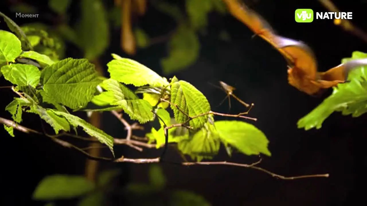 viju Nature ao vivo
